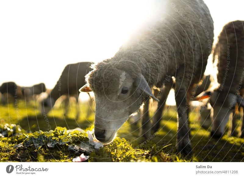 A close up photo of a Sheep in a field Close-up closeup closeness closeness to nature close to nature closeup shot closeups Photography Photographer