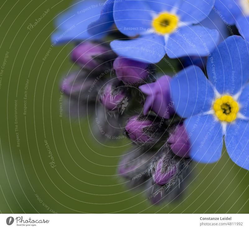 Forget-me-not buds And flowers on dark green background Yellow blue flowers Nature Awakening blue blossoms delicate blossoms light blue tender flowers