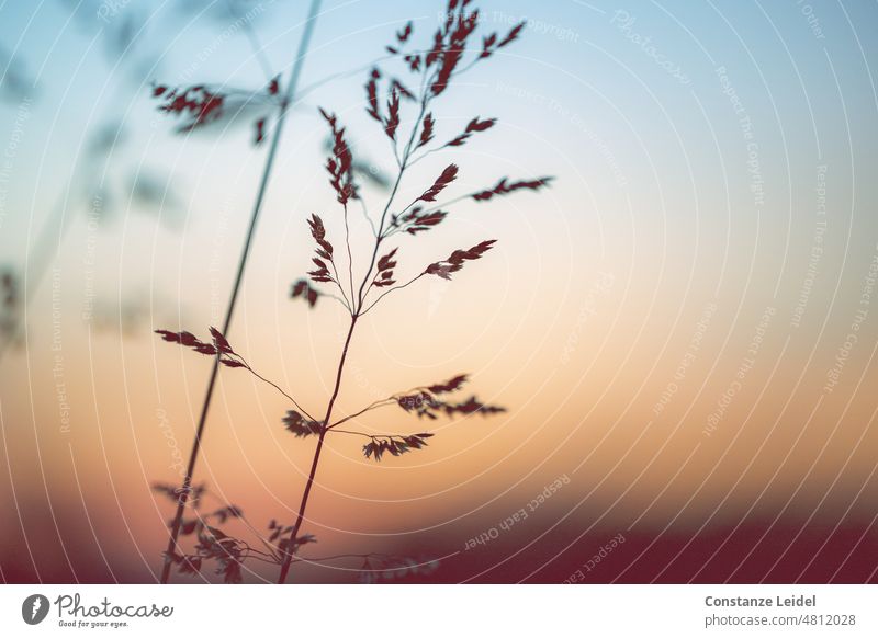 Dainty grass in the evening gegelicht. Grass Sunset Evening Sky Dusk Orange Twilight Nature Silhouette Sunlight Contrast Exterior shot Environment Light Yellow