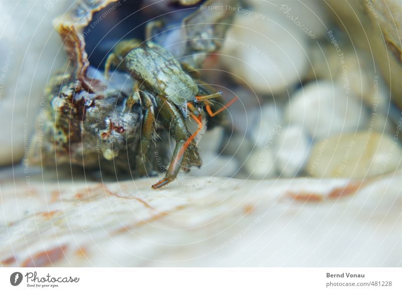 settler Coast Mussel Shellfish 1 Animal Wet Blue Brown Gray Red Black White Sea water Hermit crab Beach Pebble Gravel beach Crawl Eyes Feeler Pair of pliers