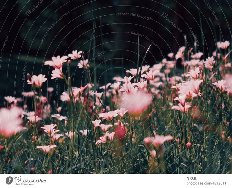 Flower meadow in pink and blue green Meadow Summer Nature Green Spring Blossom Plant Blossoming Sky Grass flowers Close-up Meadow flower Exterior shot