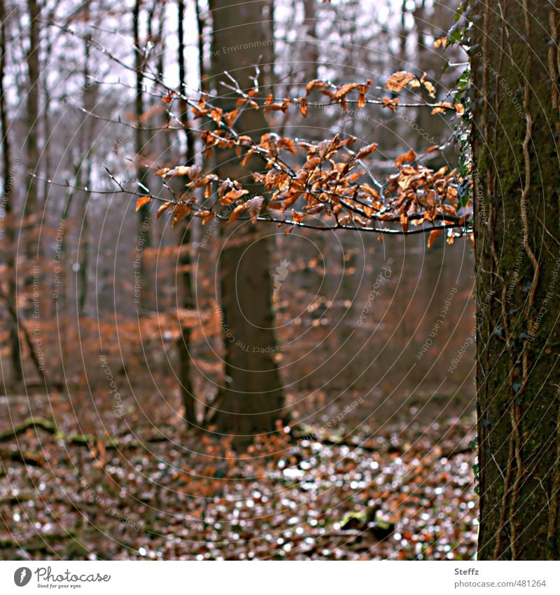 Bathing in an autumnal forest forest bath November Forest Brown Autumn leaves forest air Automn wood Forest atmosphere Silence in the forest tranquillity