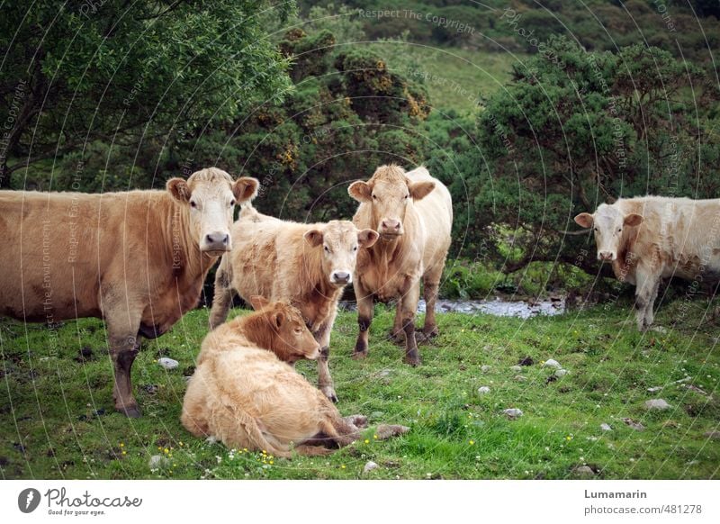 look here Environment Meadow Animal Farm animal Cow Group of animals Herd Animal family Observe Lie Looking Stand Free Healthy Together Uniqueness