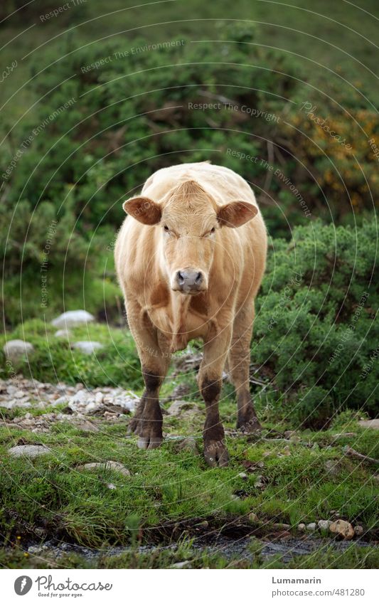 Animal | staring contest Environment Landscape Bushes Farm animal Cow Cattle 1 Looking Stand Wait Free Healthy Uniqueness Near Natural Beautiful Wild