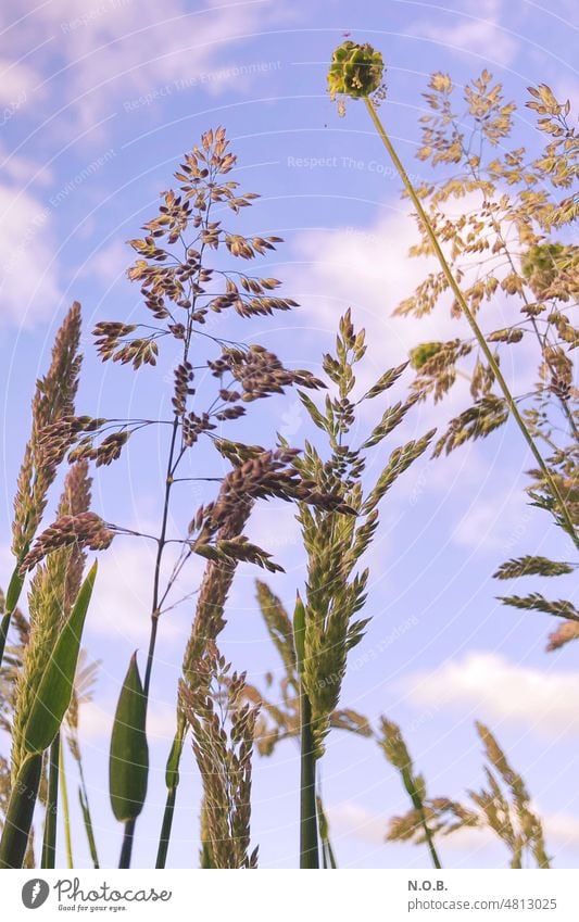 Grasses in color grasses Grass blossom grass pollen Exterior shot Deserted Colour photo Nature Plant Summer Meadow Environment Green Day Sunlight