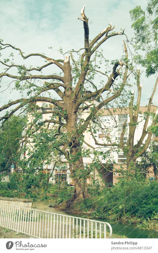 Storm damage to an old oak tree infole of a tornado Tornado old tree Climate change Gale Environment Nature Exterior shot Weather Tree Deserted Colour photo Day