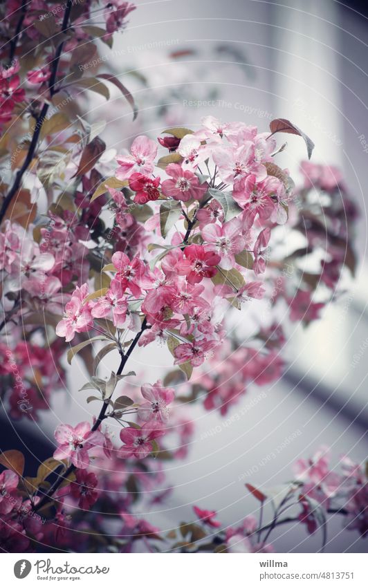 Flower tree in May in front of the house - what are they? flower twigs spring blossoms Spring Pink blossom tree