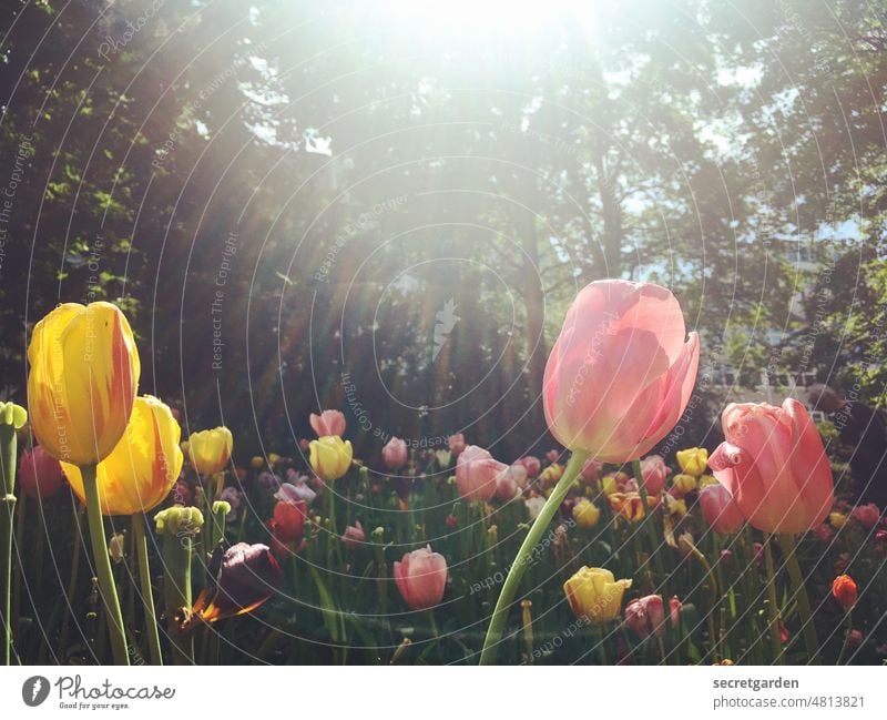 [UrbanNature HB] dazzled Tulip field Sun sunny Positive sunshine Colour photo Spring Flower Exterior shot Plant Blossom Tulip blossom Deserted Blossoming Park