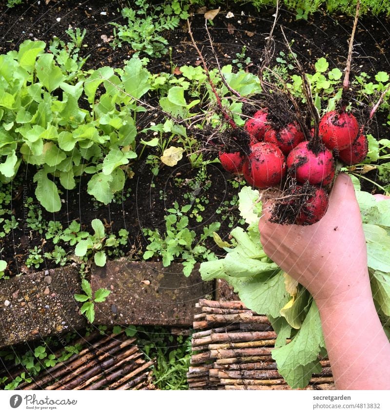 [UrbanNature HB] Hand work Radish Vegetable Garden Extend Harvest reap Earth Dirty Green Red Brown Food Fresh Gardening Healthy Summer Plant Organic