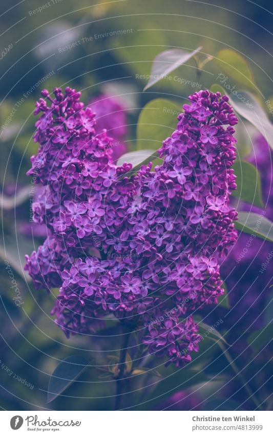 Purple lilac flowers in the evening light lilac blossoms syringa vulgaris Lilac Spring May blurriness Romance Mother's Day Spring Flowering Nature Plant