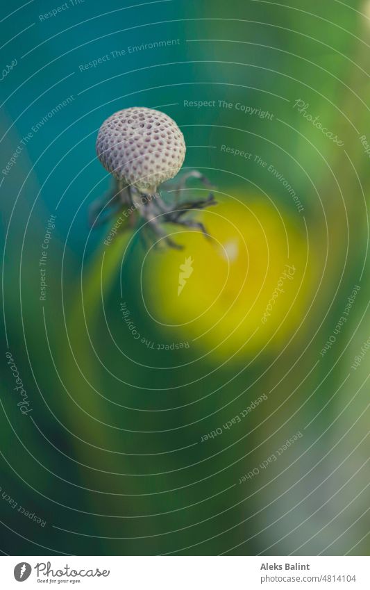 A dandelion without seeds with blurred background and bold colors. puff flowers Dandelion Plant Nature Macro (Extreme close-up) Shallow depth of field Detail