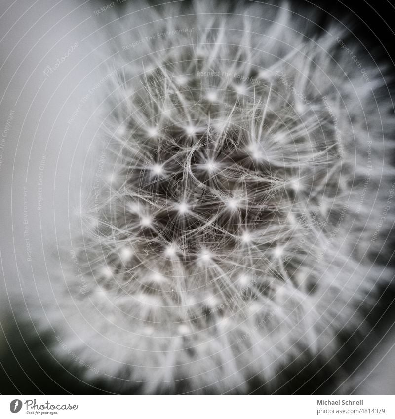 Dandelion dandelion flower Dandelion bunting Plant Macro (Extreme close-up) Detail Sámen Shallow depth of field Ease Easy White Delicate Wild plant Soft Pattern