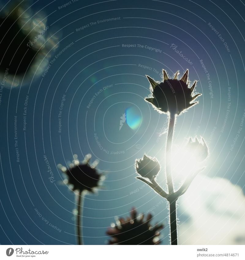 Dreamed of power Flower Small Near Silhouette Plant Garden plants Blossom Blossoming Sunlight Back-light Lens flare Boxing glove combative Cloudless sky