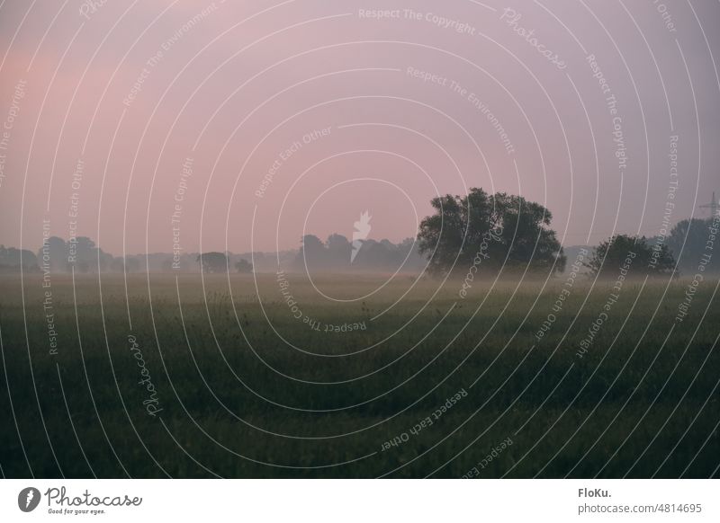 Thundery air over the fields of northern Germany Environment Nature Meadow Field plants Green Fog Exterior shot Landscape Colour photo Grass Tree naturally