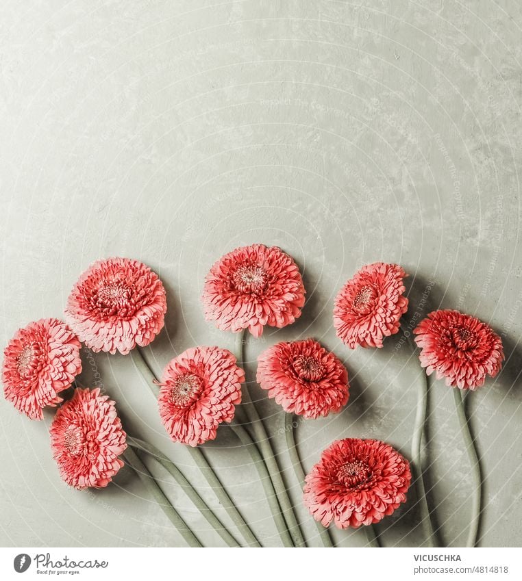 Floral background with flowers with green stems and pink petals laying at pale grey backdrop. floral background top view red bloom blooming blossom concrete