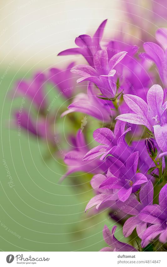 Macro shot of purple bell flower Macro (Extreme close-up) Flower macro macro photography Bluebell Bellflowers Green close up Close-up Near Nature Detail Blossom