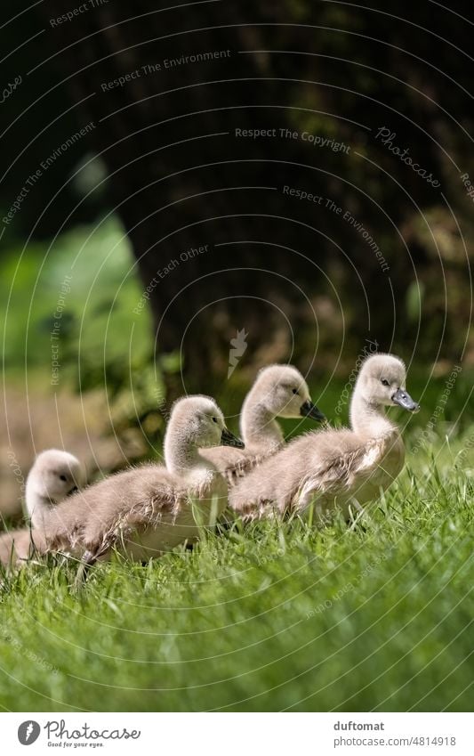 Chicks from swan on green meadow Swan swan chicks Bird birds young generation Babies swans fluffy Animal waterfowl Meadow ashore White Beak pretty Elegant Pride