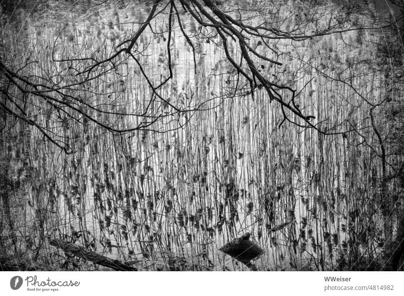 Branches, reeds and lake twigs Grass Water Lake Surface bank Wood Driftwood Log tower Gray sad structures Pattern shape lines Nature naturally Delicate