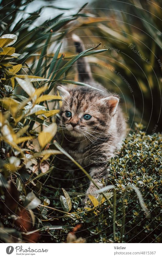 furry explorer walks through the wilderness looking for new ways to have fun. First steps in the wild. Blue-eyed cuckoo and furry grey body is pinnacle of cuteness, vulnerability and beauty of nature