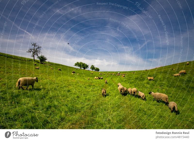 Flock of sheep in hilly terrain in a pasture Herd Group of animals Landscape Farm animal Wool Exterior shot Nature trees Grass Willow tree Farmer Agriculture