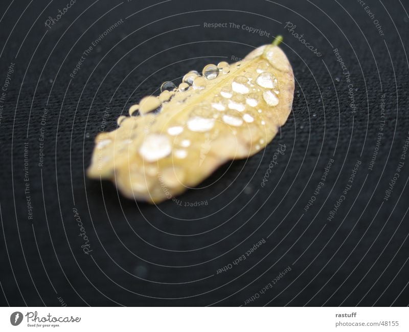 water leaf1 Cloth Black Leaf Blur Yellow Morning Reflection Close-up Drops of water Multiple Rope Water Nature Macro (Extreme close-up)