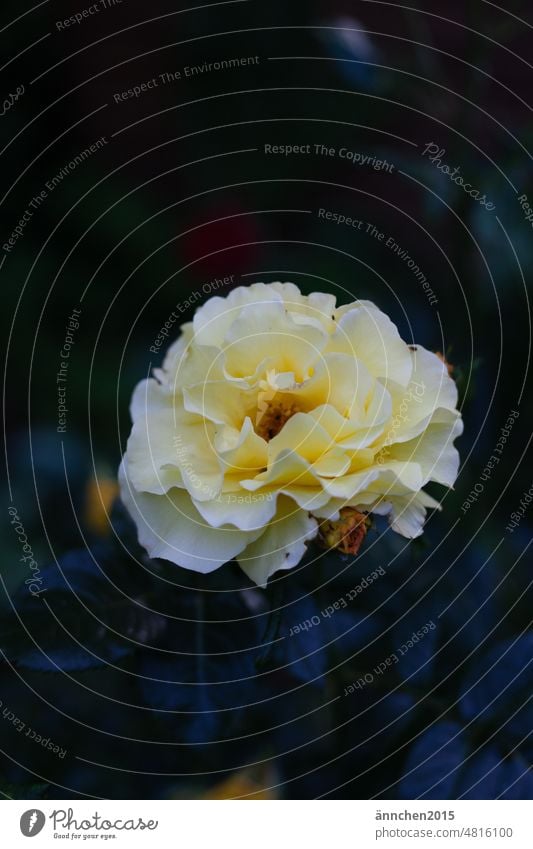 A blossom of a yellow rose pink Blossom Yellow Garden Park Plant Summer Nature Close-up pretty Green Blossoming Detail Exterior shot Flower Deserted Spring