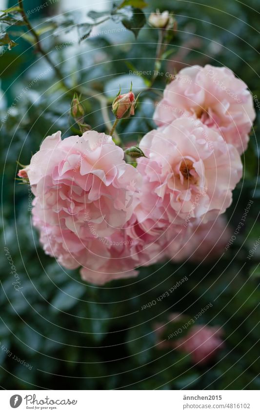 A blossom of a yellow rose pink Blossom Yellow Garden Park Plant Summer Nature Close-up pretty Green Blossoming Detail Exterior shot Flower Deserted Spring