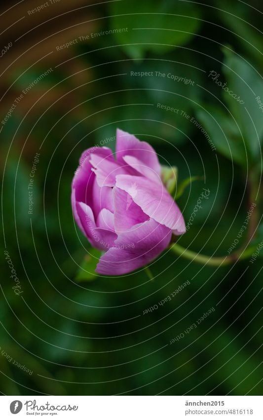 a rose colored peony just before it blooms Peony Spring Summer SlowFlower Country  garden Garden Blossom Pink Stalk Plant Green Colour photo pretty