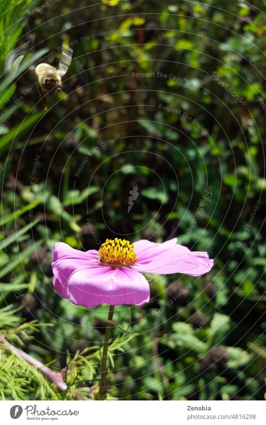 Honey bee flying in to land on a colourful dahlia flower honey autumn fall summer pink purple magenta bright yellow pollen nectar garden gardening petals