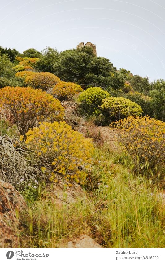 Ascent on path lined with spurge trees to the ruins of a tower in Sardinia ascent off hiking trail bushes Spurge trees Tower Ruin Torre Hiking Trip Nature