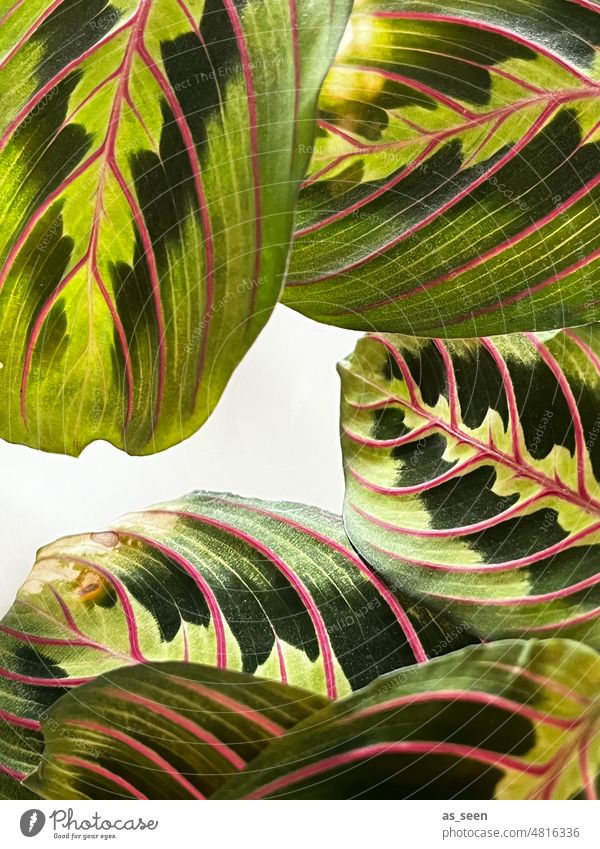 Leaves arrowroot Variegated arrowroot (Marante) Maranta leuconaura fascinator Green Pink pink Plant Nature Close-up Colour photo naturally Exterior shot Day