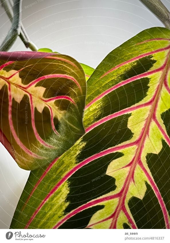 Leaves arrowroot Variegated arrowroot (Marante) Maranta leuconaura fascinator Green Pink pink Plant Nature Close-up Colour photo naturally Exterior shot Day