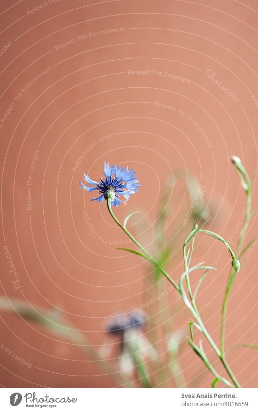 Cornflowers at home wild flower Blue Red red wall Dreamily Worm's-eye view Light and shadow cornflowers Plant naturally natural light Natural color Flower