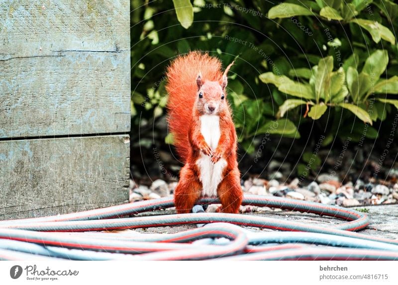 I stand...um sitz soas of aufm schlauch Animal face Animal portrait Colour photo Love of animals Cute Squirrel Observe Curiosity Exterior shot Deserted Garden