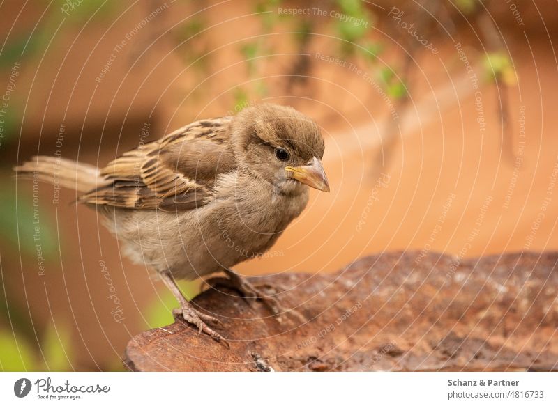 young house sparrow Sparrow young branch flown out fledged Animal Bird Brown plumage Garden Nature young animal Beak Wild animal Animal portrait Feather