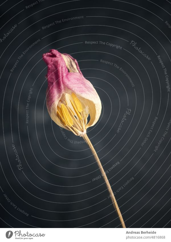 Withered purple tulip on a dark background fragility time textured frailty brittleness frailness pink violet natural gone floral white petal flower life leaf