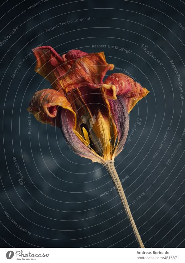 Withered orange tulip on a dark background fragility time textured frailty brittleness frailness natural gone floral white petal flower life leaf condolence