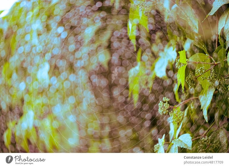 Wild vine with young berries through a rain wet window pane Summer dress Pattern colors Vine tendril Virginia Creeper Contrast Facade Close-up Colouring colored