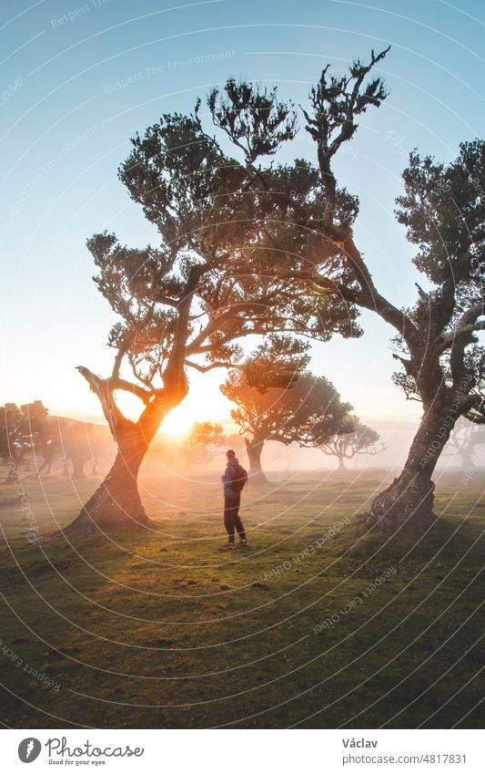 Traveler walk around trees. Most famous tourist destination Fanal on the island of Madeira, Portugal. Twisted old trees on a plateau in the Porto Moniz area. Discovering European nature