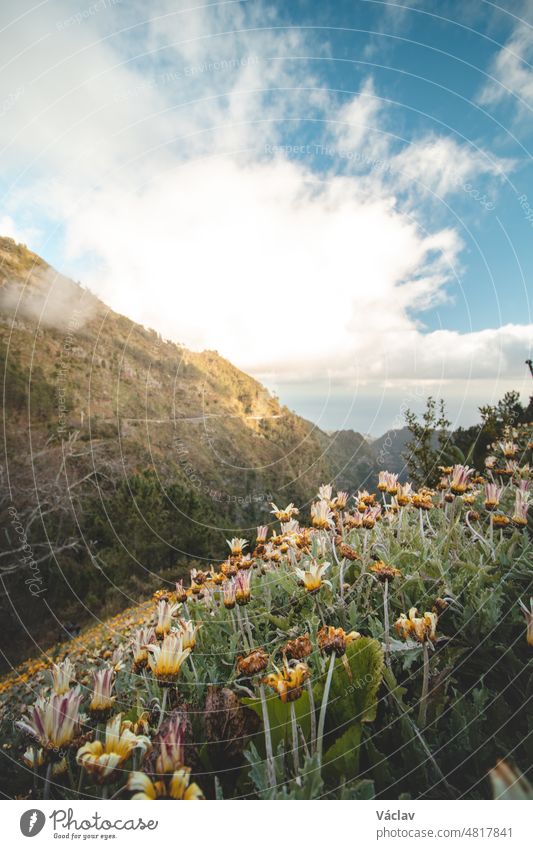 Sunrise with spring flowers and mountains near the city of Funchal on the island of Madeira, in the Portuguese part. Clouds begin to swell over the landscape