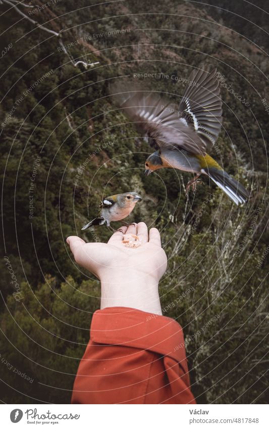 Small Madeiran chaffinch has flown to the man's hand for food crumbs and to see if he is safe. Fringilla coelebs maderensis. The experience of a lifetime. Levada dos Balcoes, Madeira, Portugal