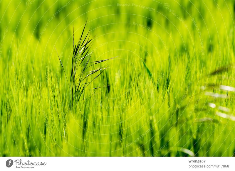 View of green grain field Grain Grain field Green Close-up part focus gradient shallow depth of field Plant Nature Colour photo Exterior shot Deserted Field