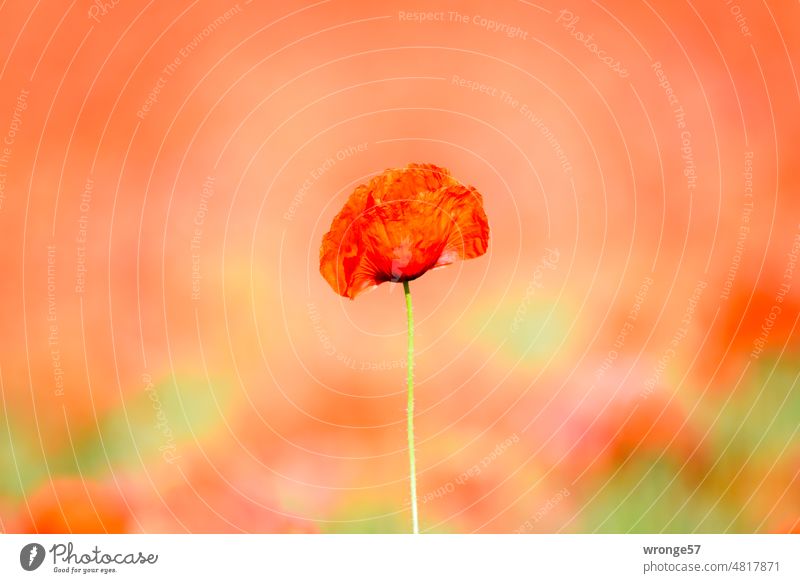 Poppy | dayflower against blurred red background Poppy blossom Poppy field single flower solitary blurred background Red Plant Summer Exterior shot Blossom