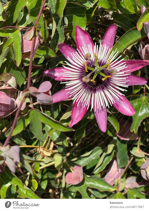 blossoms. Blossom Flower Nature Summer Spring Plant Blossoming Colour photo Exterior shot pretty Blossom leave Close-up Garden Pink naturally Detail Delicate