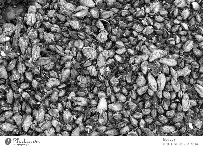 Mussels on rocks and boulders in the mudflats on the beach of Knokke-Heist on the North Sea near Bruges in West Flanders in Belgium, photographed in neorealist black and white