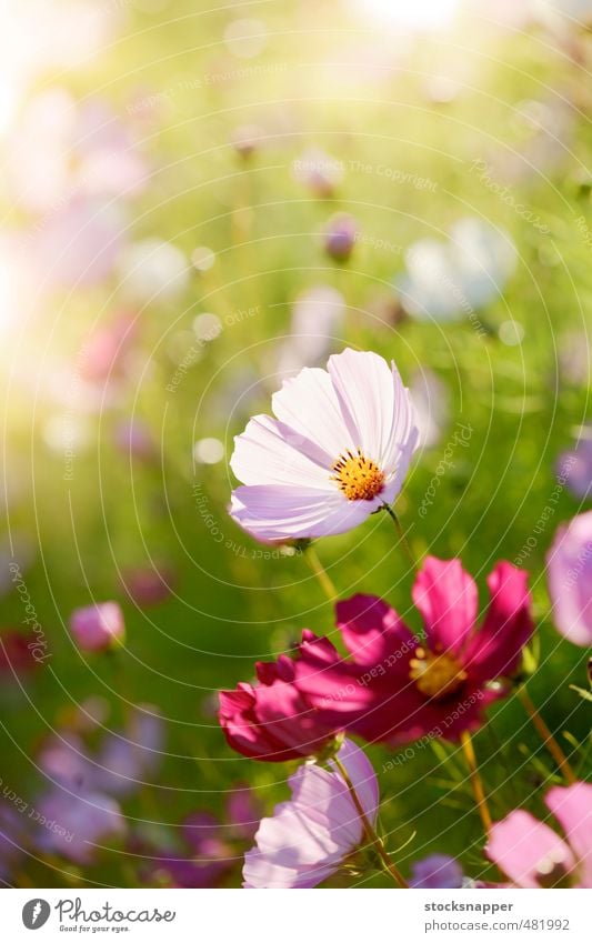 Summer Evening Cosmos Flower Garden Blossoming Deserted Natural Flowerbed Pink