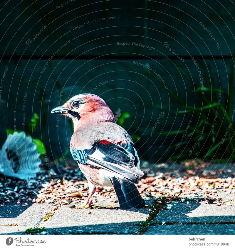 featherball² colourful Garden Bed (Horticulture) Animal protection Spring Close-up animal world Ornithology Beak Wild animal Feed Animal portrait Exterior shot