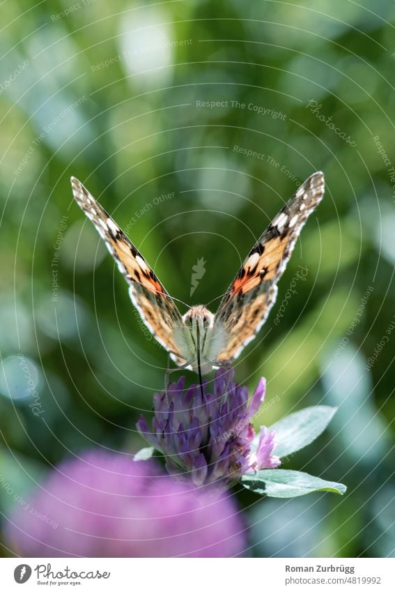 Butterfly drinking nectar on clover flower Nectar Drinking Clover Clover blossom Nature flora fauna Spring insects Insect Close-up Macro (Extreme close-up)