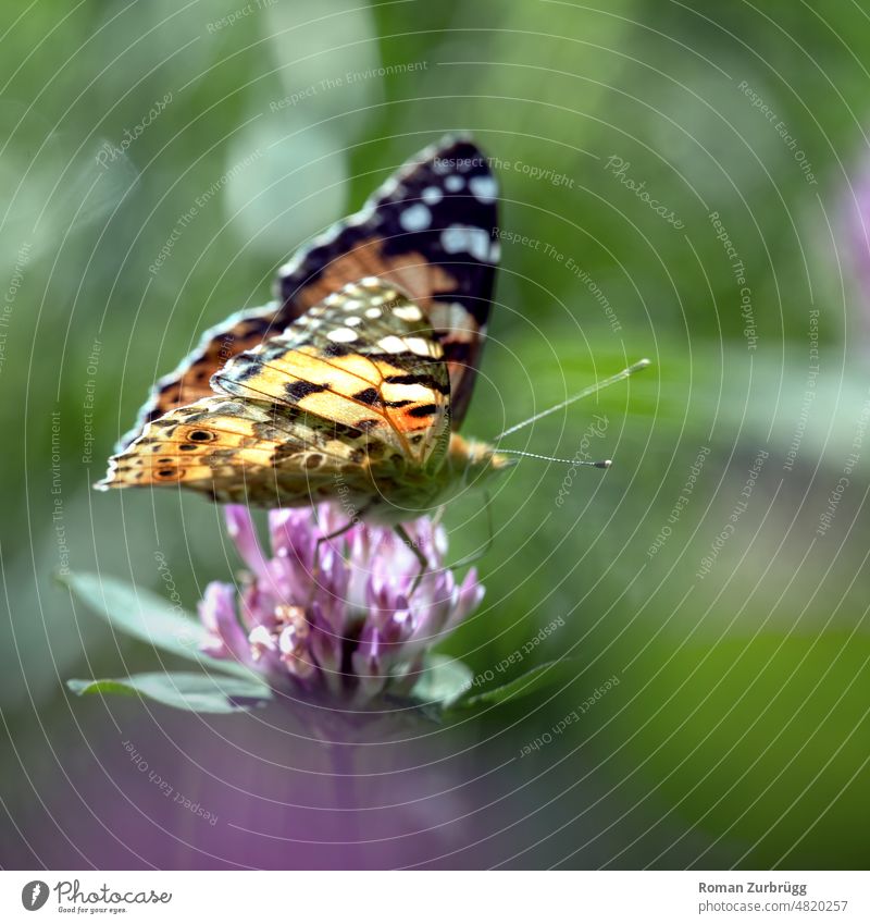 Butterfly drinking nectar on clover flower Nectar Drinking Clover Clover blossom Nature flora fauna Spring insects Insect Close-up Macro (Extreme close-up)