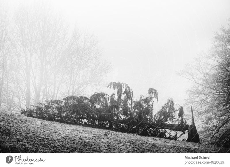 Fallen tree Tree Topple over tilted Nature Forest Broken snapped off Lie reclining destruction of nature Tumble down dead Death aborted